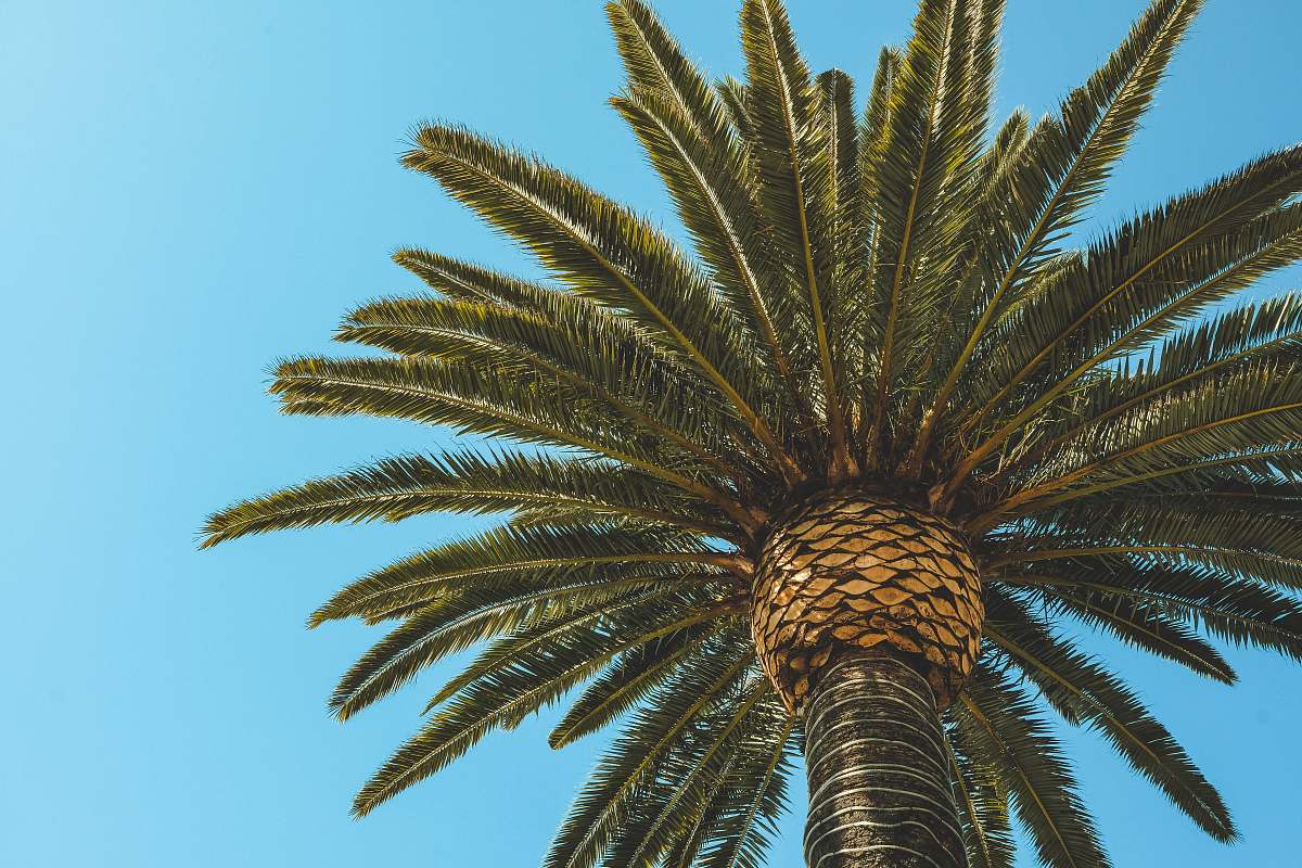 palm tree green palm tree in low angle photography arecaceae